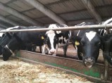Продажа КРС / Набережные Челны