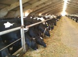 Продажа КРС / Набережные Челны