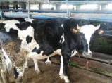 Продажа КРС / Набережные Челны