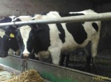 Продажа КРС / Набережные Челны