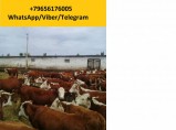 КРС Казахской Белоголовой Породы / Набережные Челны