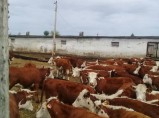 КРС Казахской Белоголовой Породы / Набережные Челны