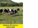 Нетели Черно-пестрой породы / Набережные Челны